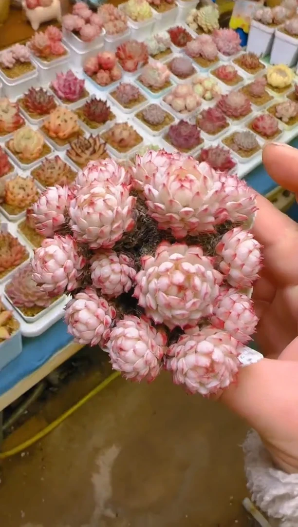 【闪购商品】春—076—仙农（红二条）