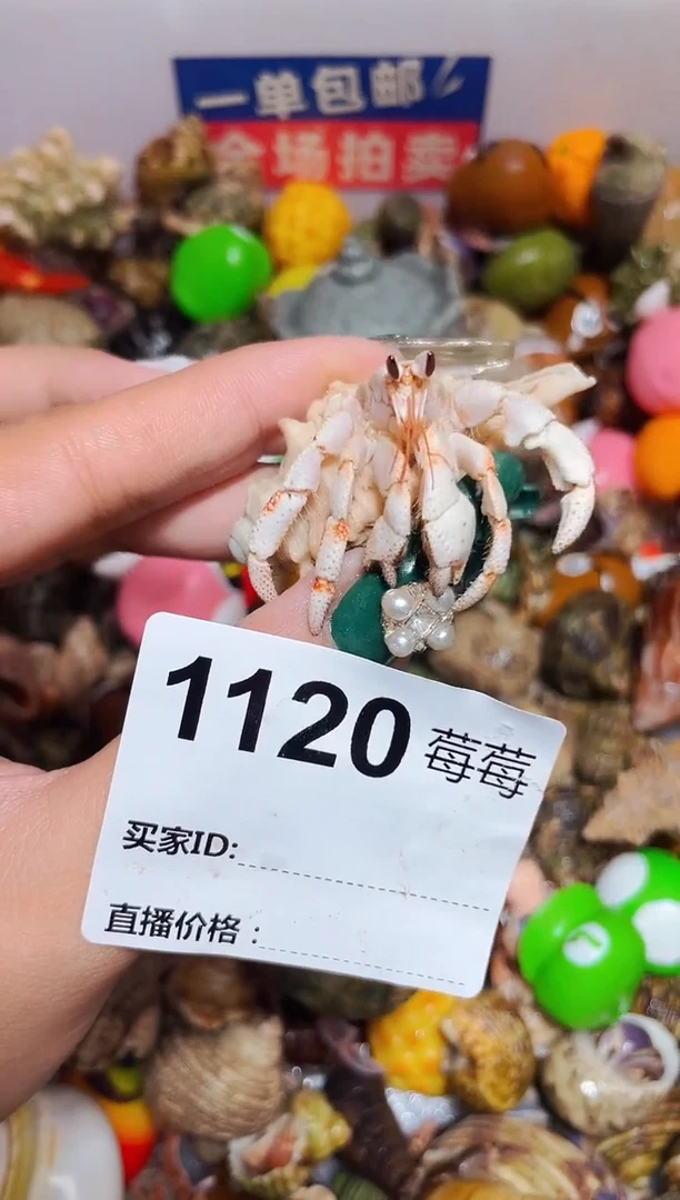 陌派甄选寄居蟹1120