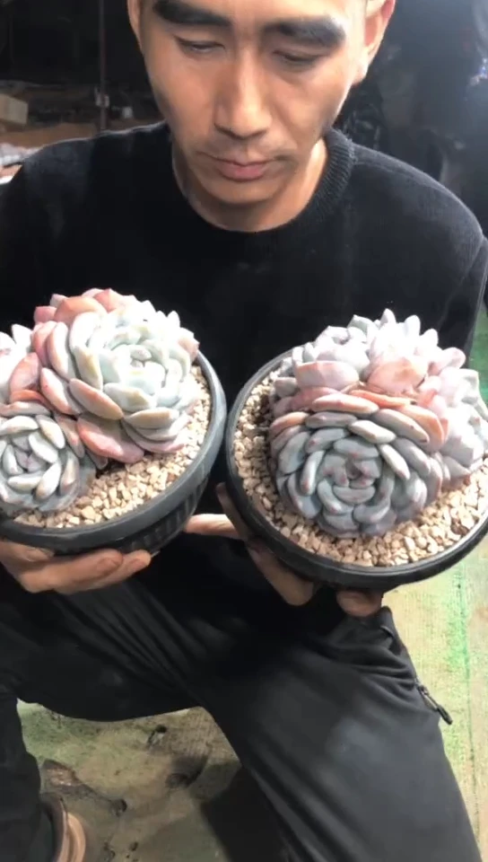 【闪购商品】3头石榴籽橙梦露