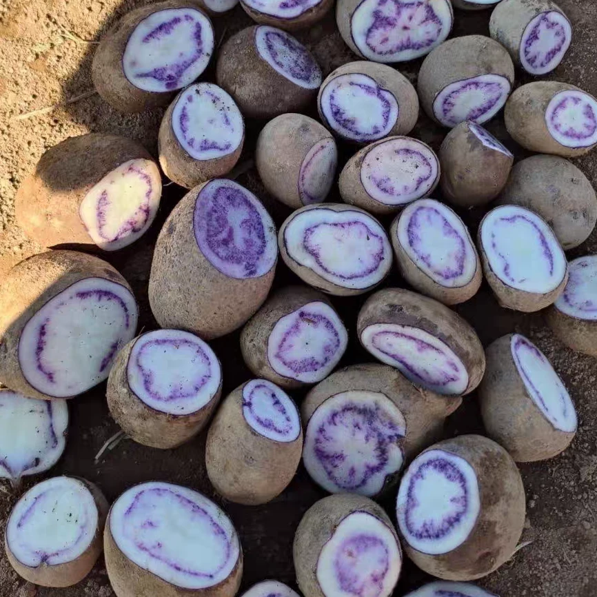 贵州乌洋芋六盘水高山种植正宗粉糯香转心乌洋芋紫色土豆