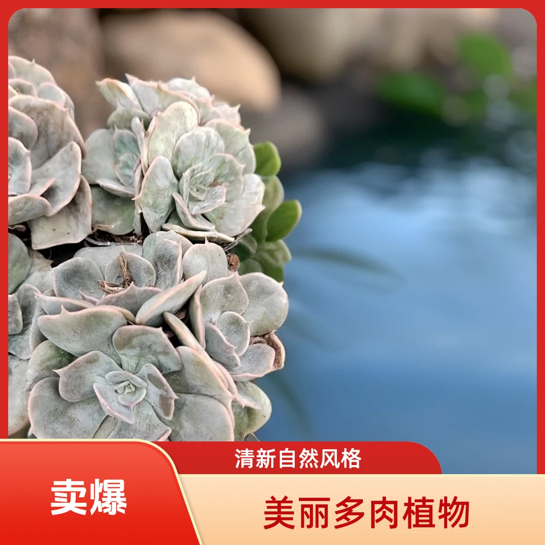 漫威多肉植物盆栽品种好养适合办公室阳台