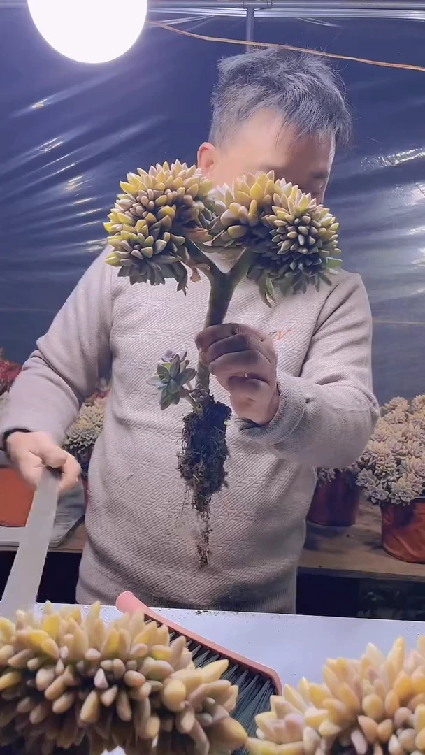 【闪购商品】缀化161