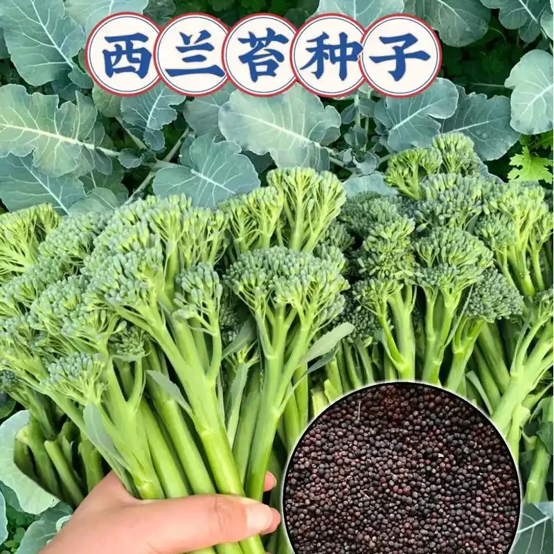 【西兰苔种子】盆栽地栽四季种植西兰蓝花蔬菜子