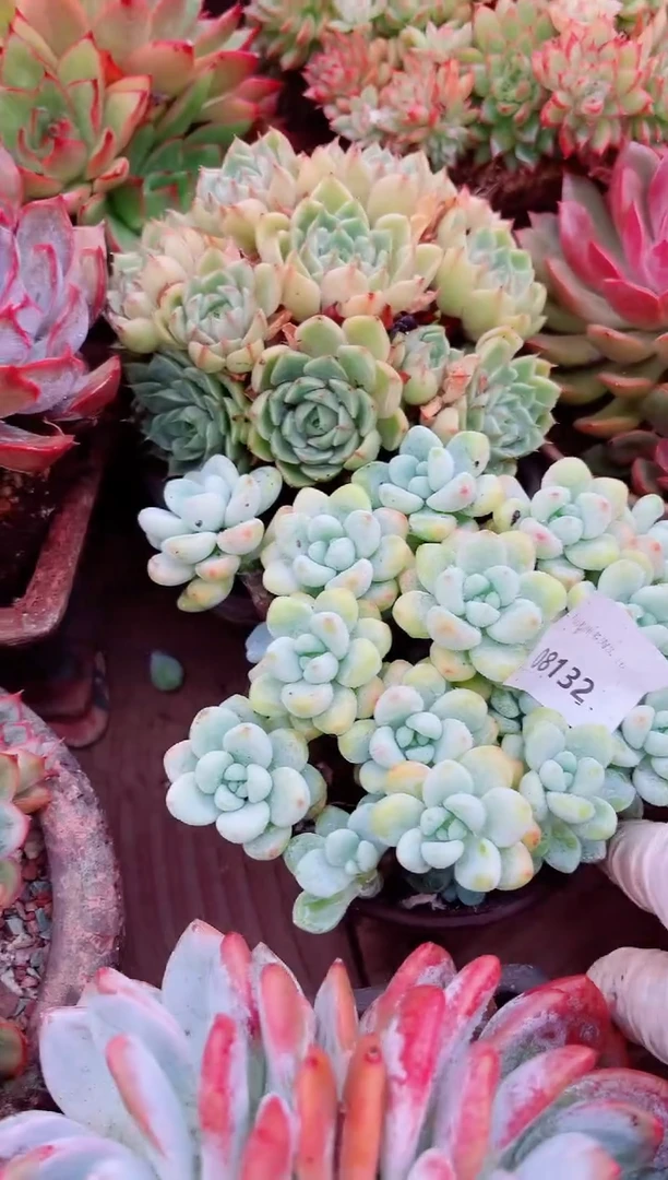 福**喜多肉植物一物一拍08132