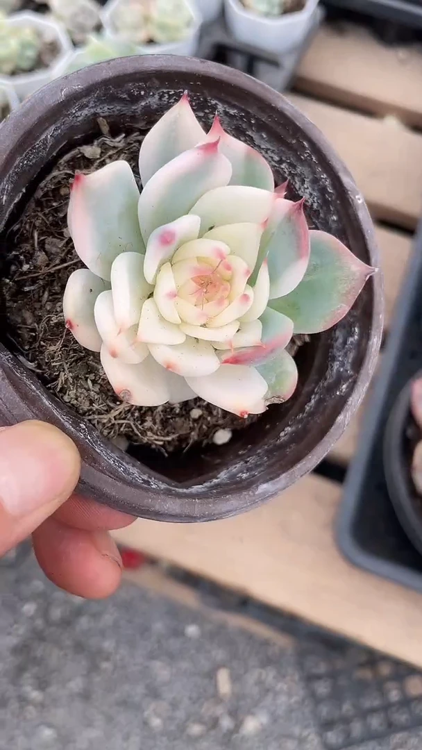 1颗      多肉     269