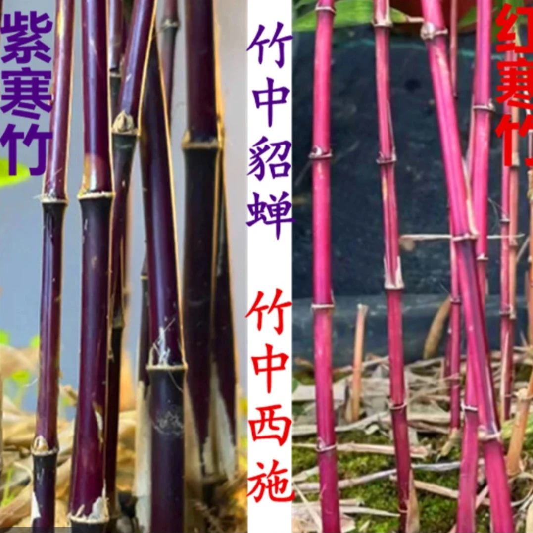 红寒竹禅意竹盆栽紫寒竹花卉绿植室内庭院竹子好养