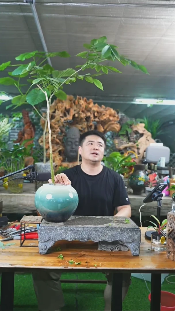 完全开放黄花梨503+