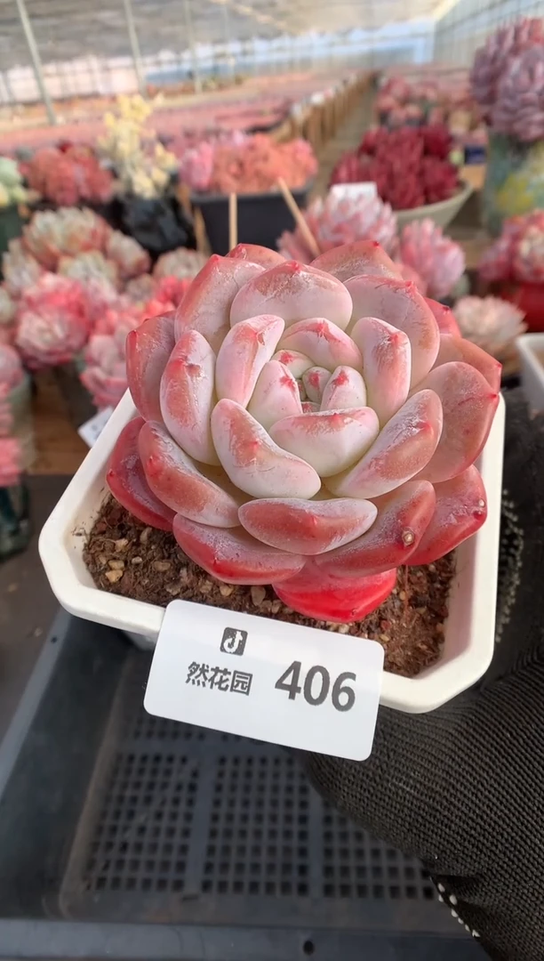 406糖心多肉植物一物一拍