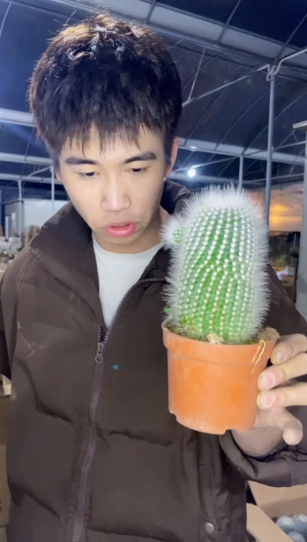 【闪购商品】大单头 白小丁