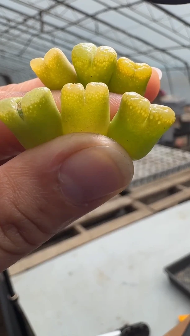 【闪购商品】1/23-15黄金鱼子酱 一颗