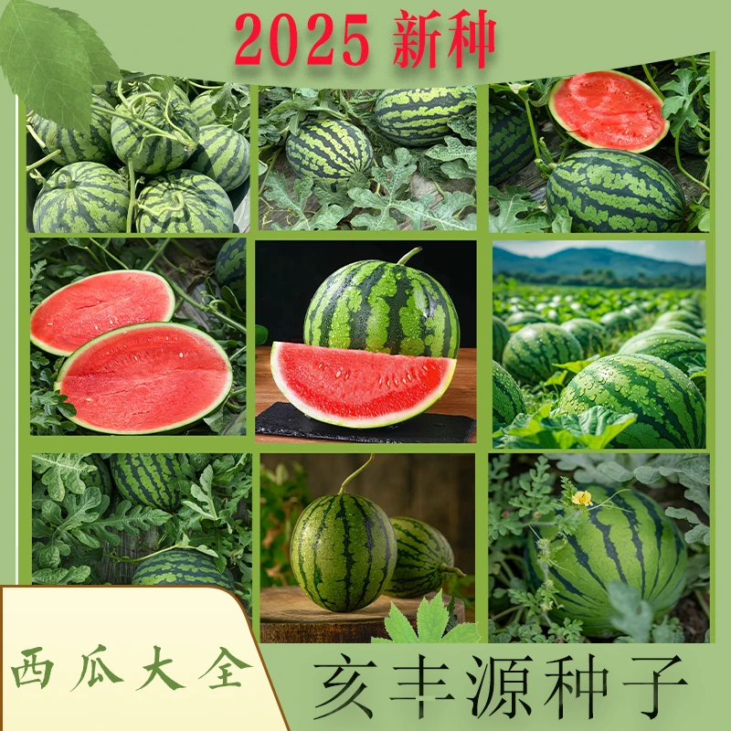 【全店满5包包邮】西瓜种子大全 冰糖麒麟瓜 盆栽西瓜 黑巨西瓜种