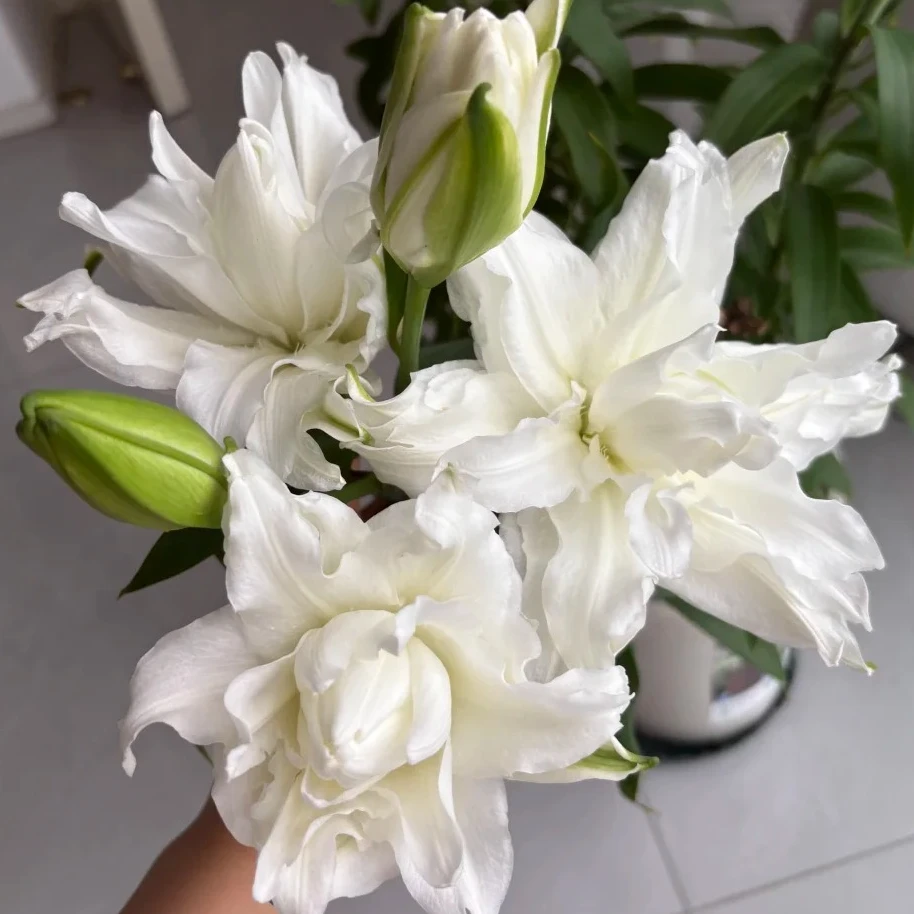 【纳迪娅】17/19 东方系列重瓣香水百合进口种球四季栽种盆栽地栽