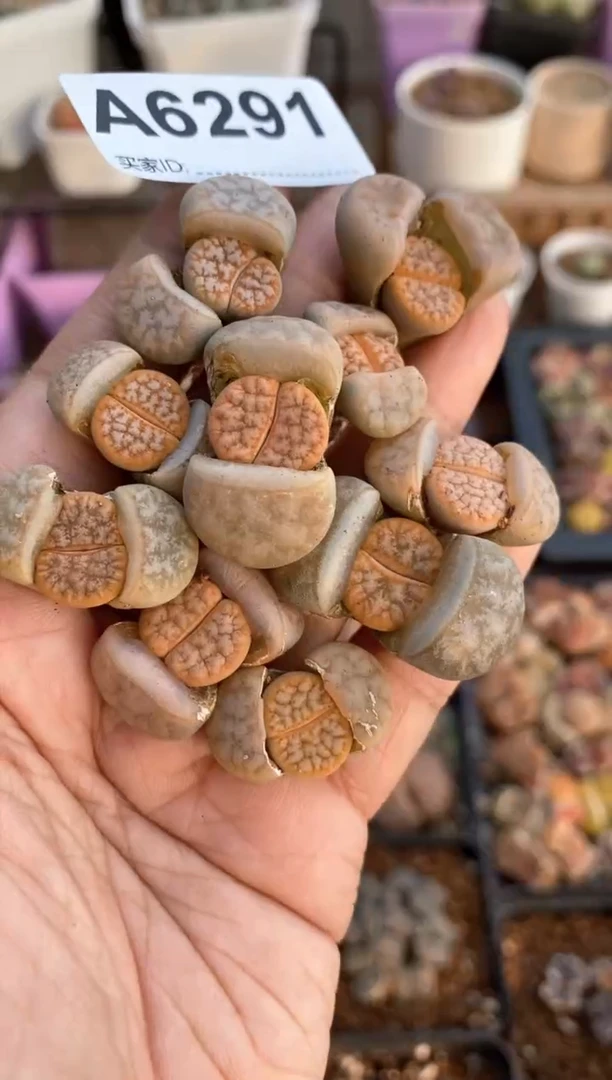 【闪购商品】6291直播一物一拍