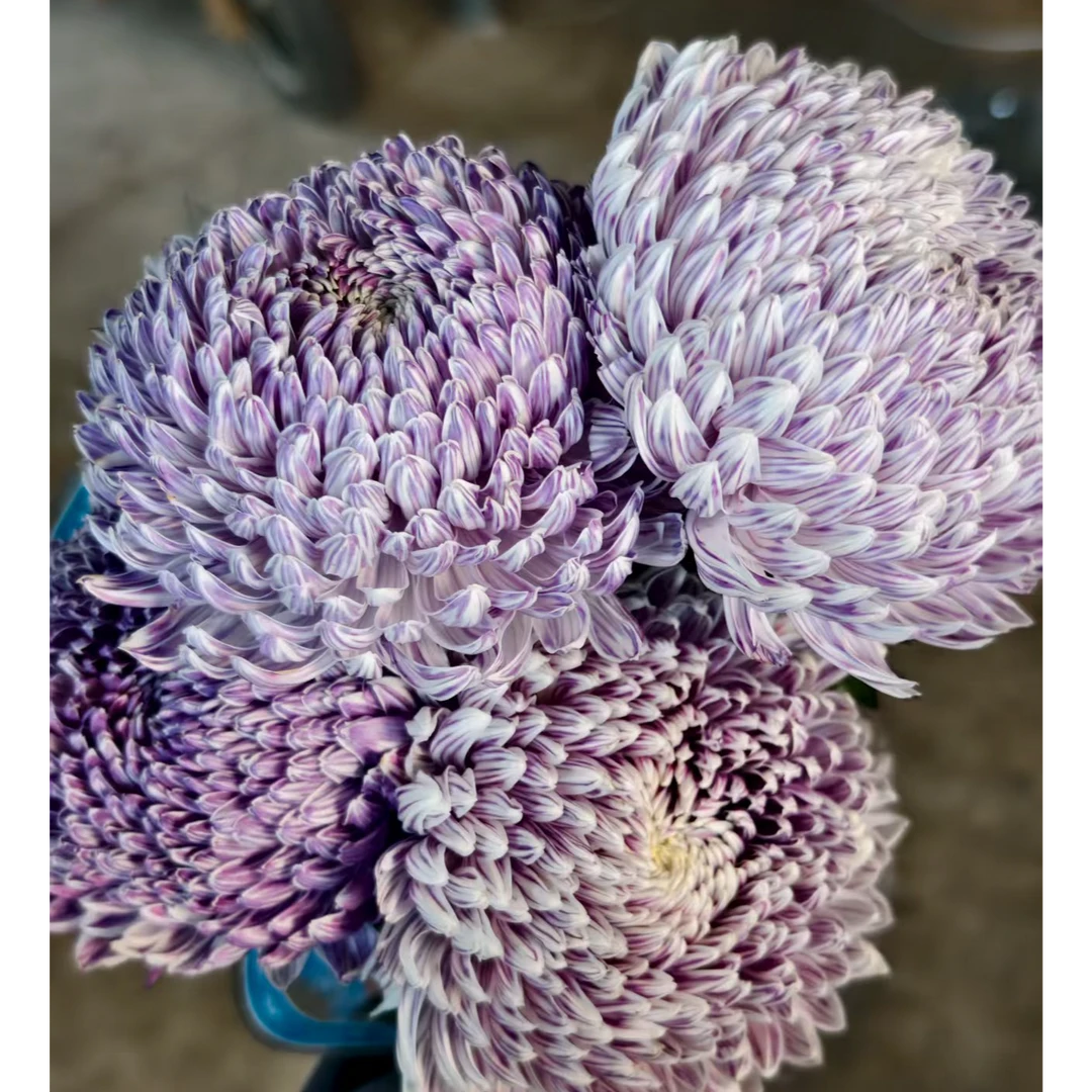A级稀有琉璃紫牡丹菊5支鲜花