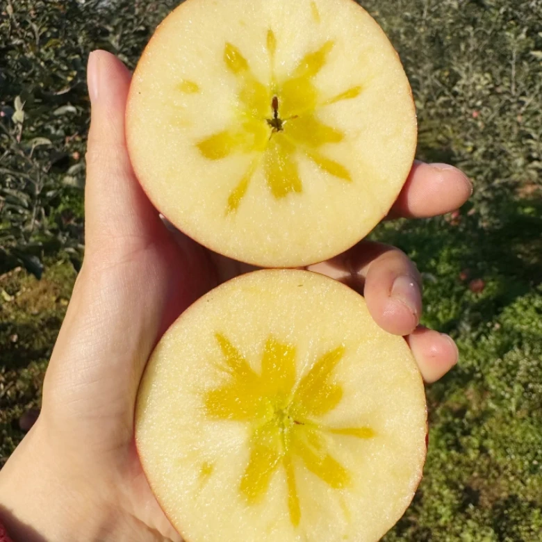 正宗云南昭通丑苹果新鲜脆甜冰糖心应季水果孕妇产地直发现摘苹果