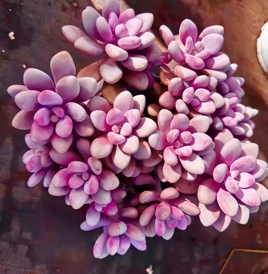 【精品老桩桃蛋】脱土发 室内养 新手好养仙掌盆栽 云南发包邮