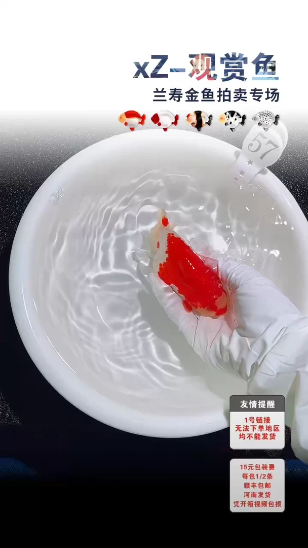 海水鱼包装必拍未拍顺丰到付57号