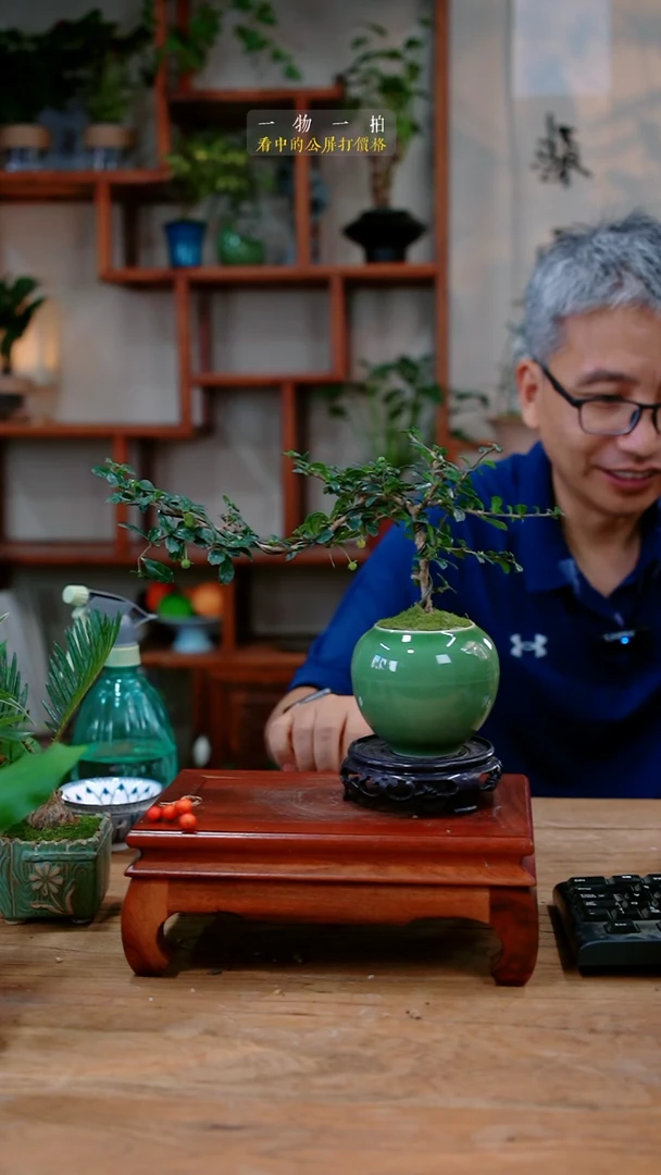不开花植物小**毛福建茶088