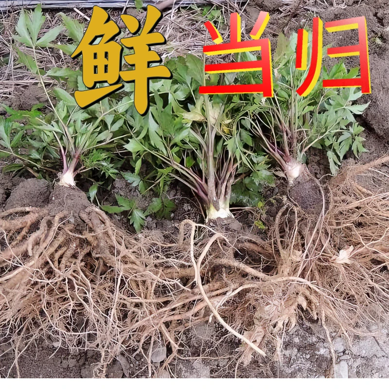 云南现挖鲜当归整根现挖鲜货