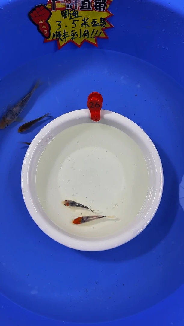 锦鲤活体二号链接