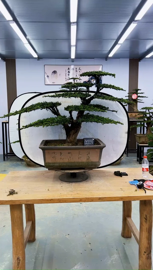 无花朵00000000000