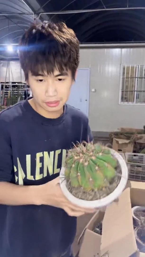 【闪购商品】宽刺日出12-16