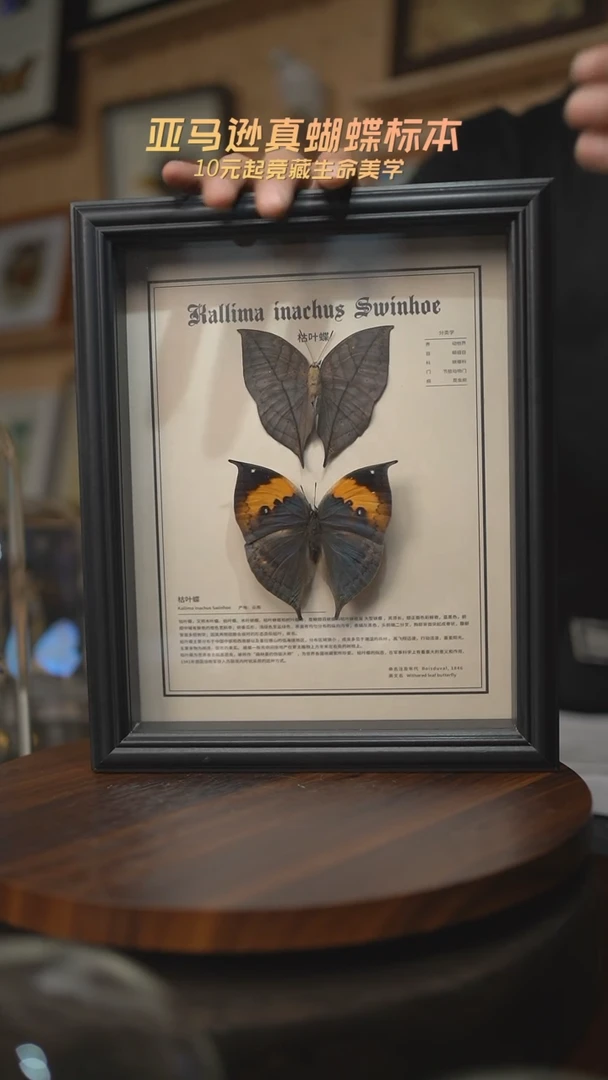 有机玻璃枯叶蝶正反两只中文版10寸欧式框