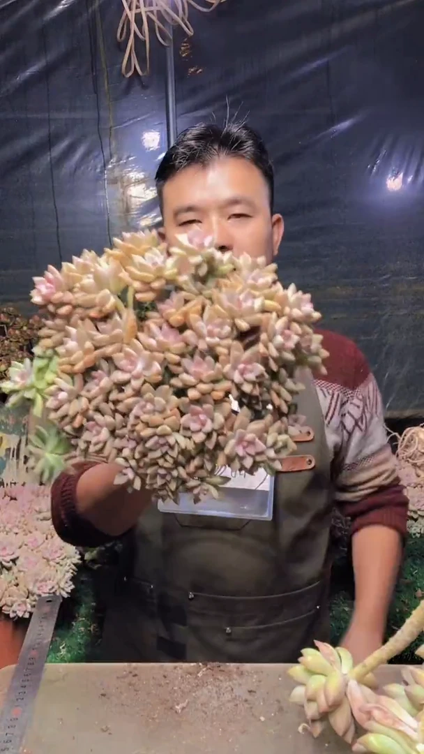 241淡雪缀化一物一拍
