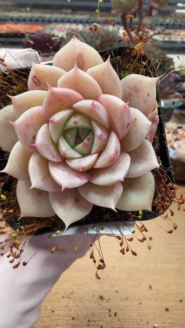 东云多肉园二店-90