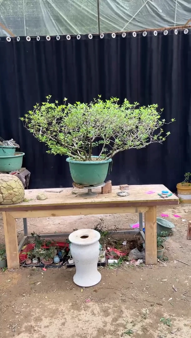当前无花朵，栽培后可花朵中*海岛栀子花