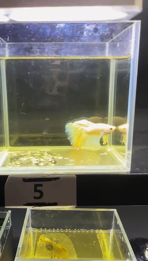 斗鱼直播竞拍链接05