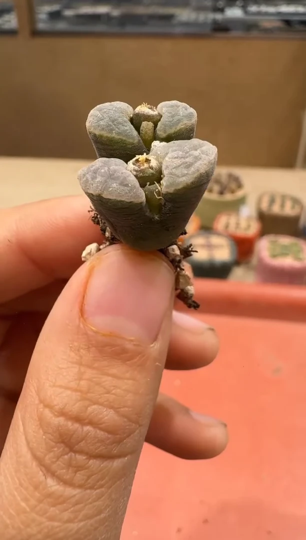 14-6多肉植物肉锥一颗