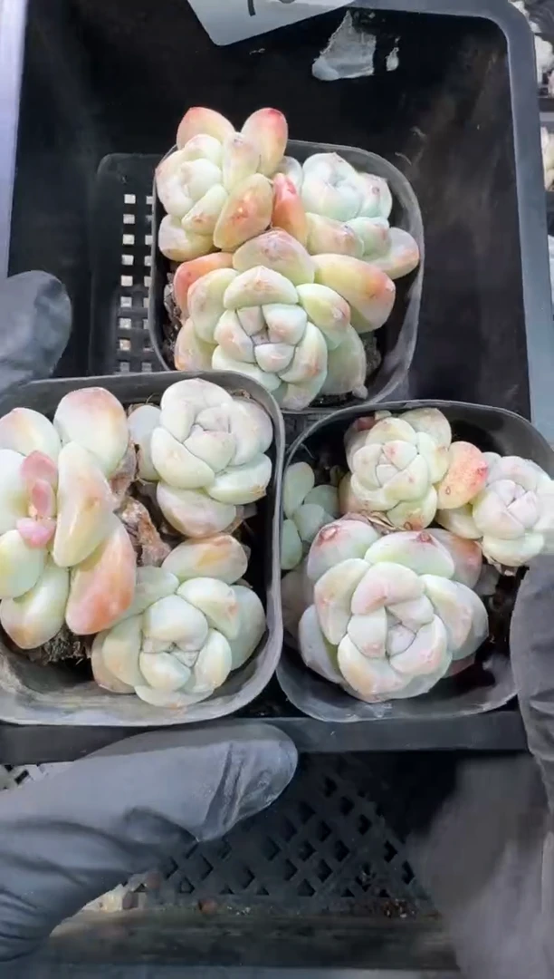 【闪购商品】70号到手1框--江北一物一拍