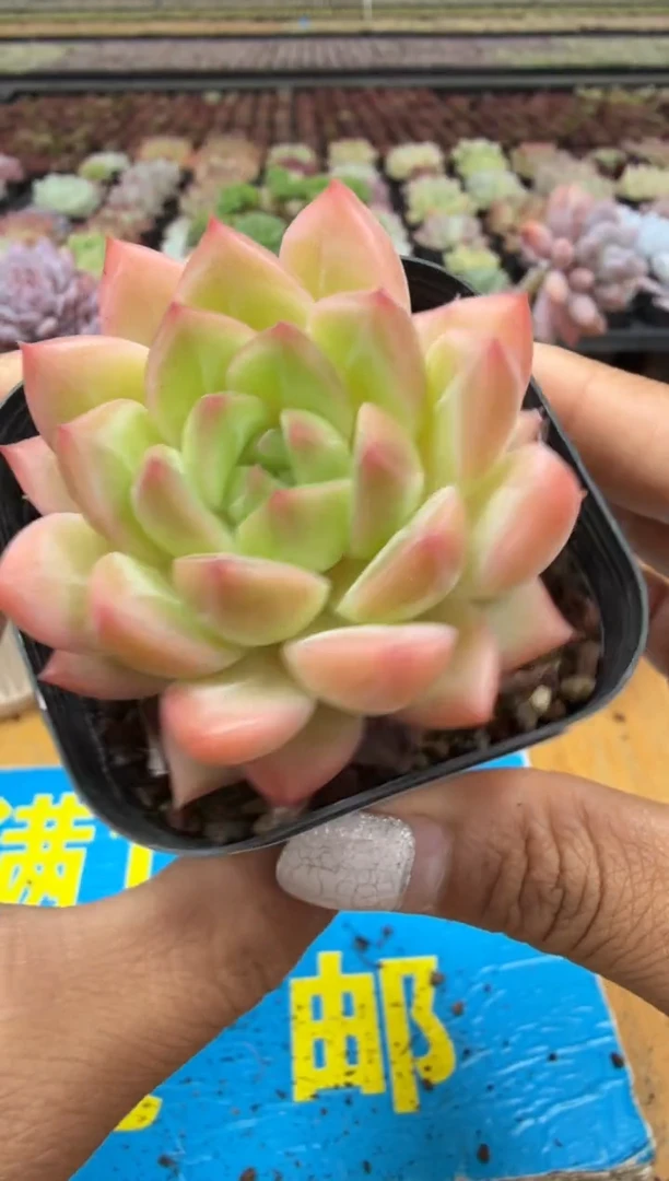 东云多肉园二店-290