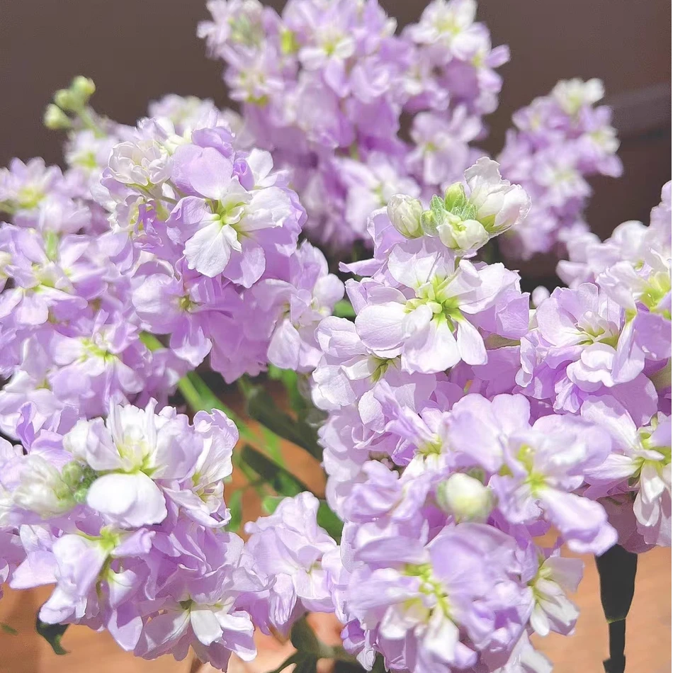 【紫罗兰】紫色 粉色 白色紫罗兰混装5支 鲜花批发直播，紫罗兰混色装昆明鲜花批发次日达包邮 今天拍明天到