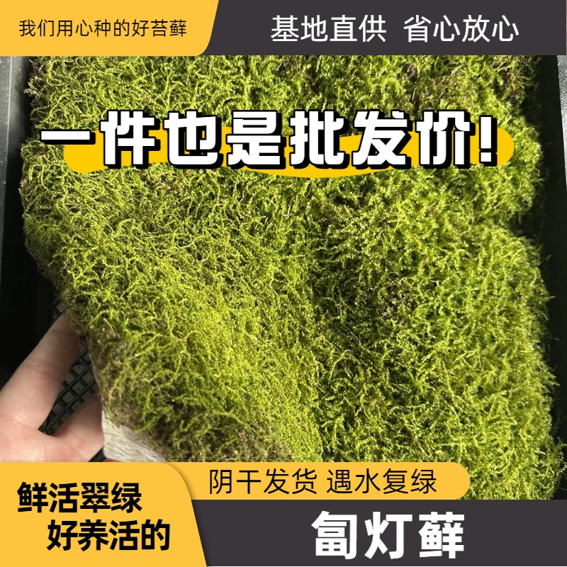 匍灯藓鲜活耐高湿青苔微景观水陆雨林缸造景铺花盆