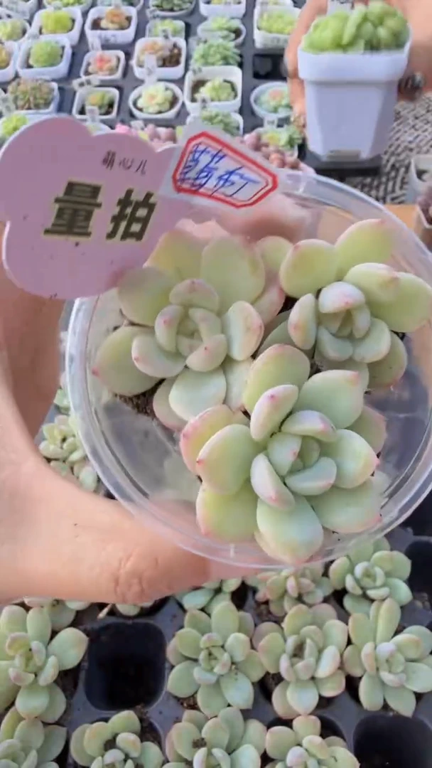 草莓布丁 单双混 3颗量拍多肉植物 满9.9包邮