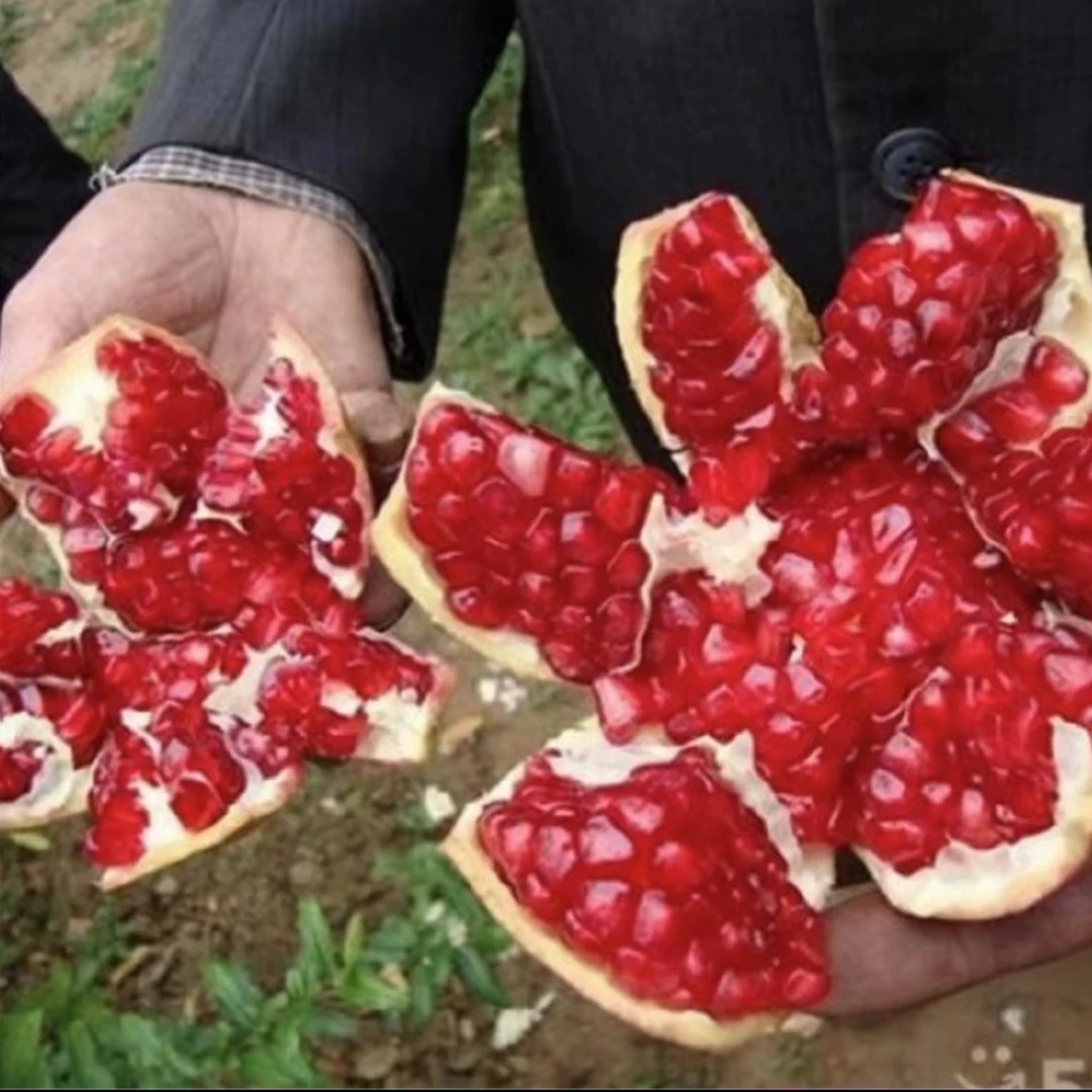 【红宝石超软籽】4年苗盆栽地栽耐寒大果庭院种植果树苗