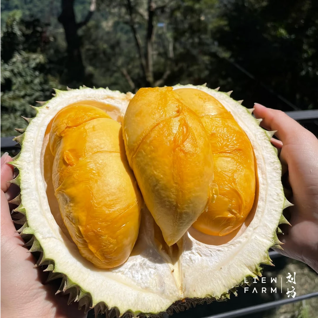 纯果肉黑刺D200液氮【次日达】马来西亚进口黑刺鲜果榴莲2-5斤黑刺马来西亚