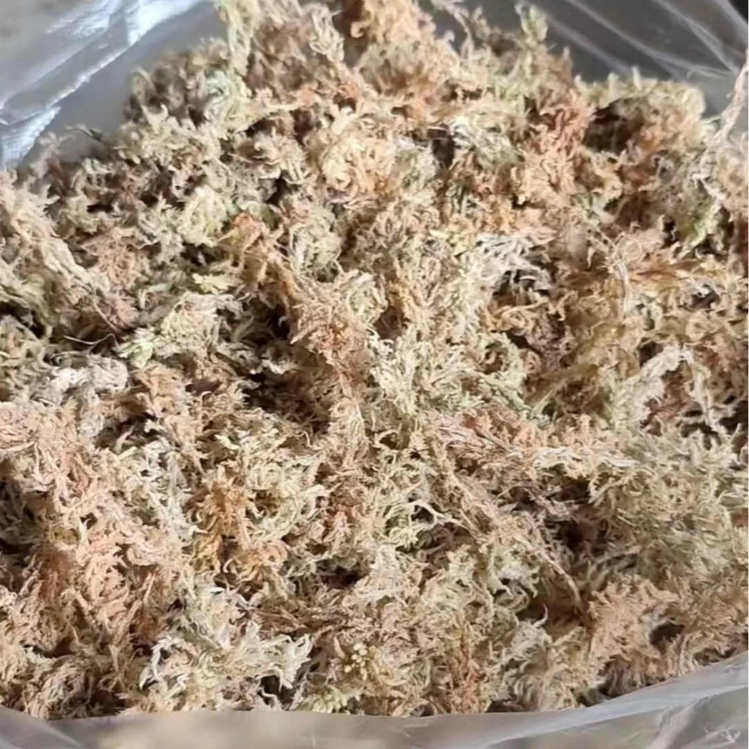 【蝴蝶兰专用水苔】蝴蝶兰进口专用水苔