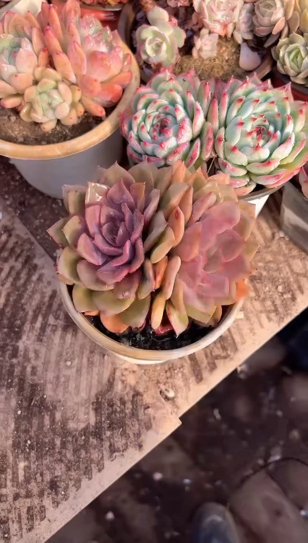 糖**妮多肉植物一物一拍23211