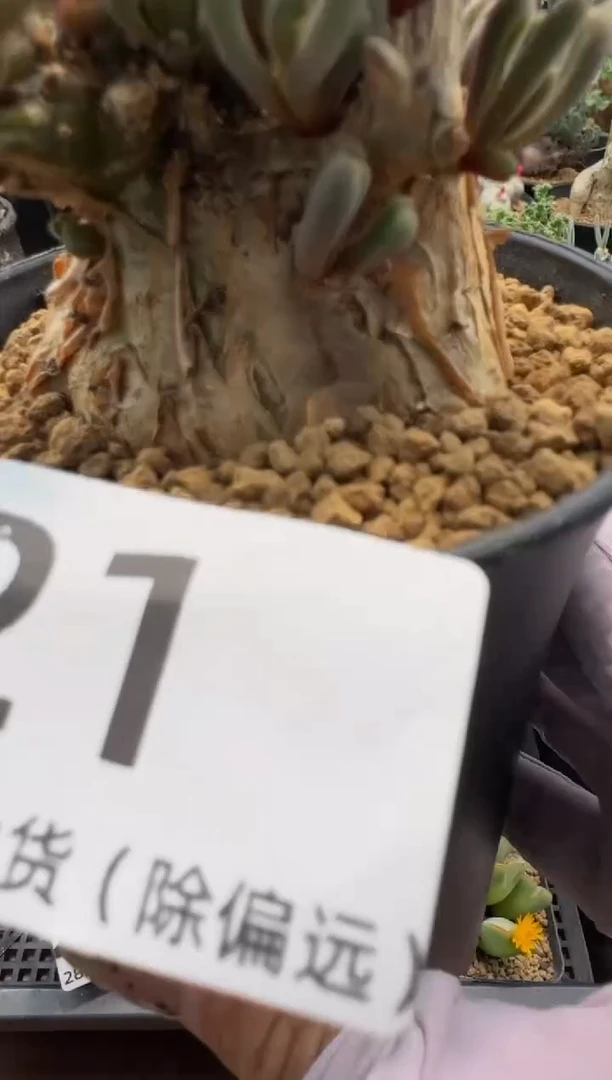 江*昕江浩专拍大号淡青霜加姬红小松组合