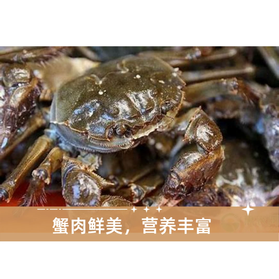 【新永发·海鲜福利】  大闸蟹（母）一只