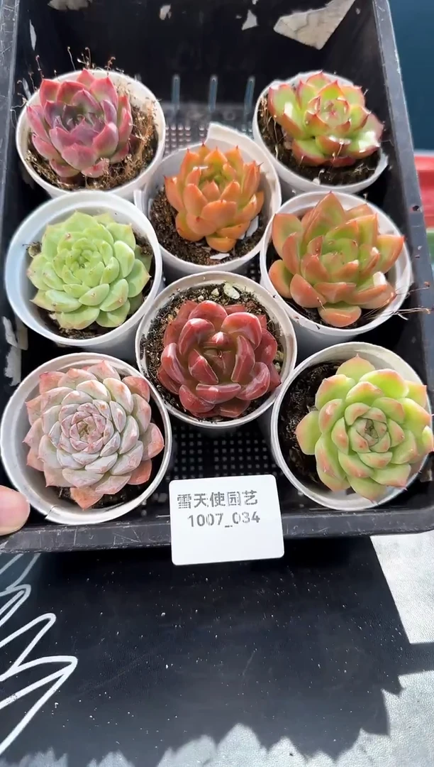 1007- 034  多肉8颗