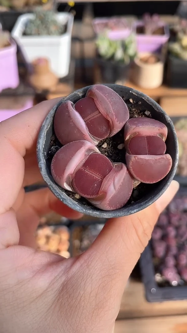 【闪购商品】9534直播一物一拍