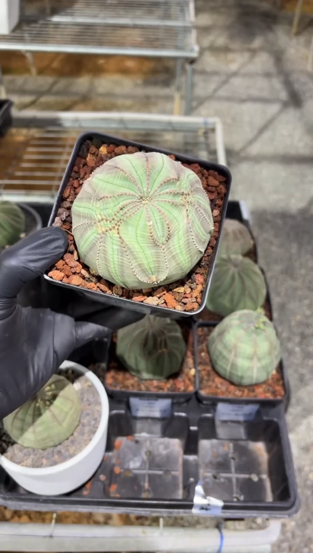 布纹球大戟FC-8022