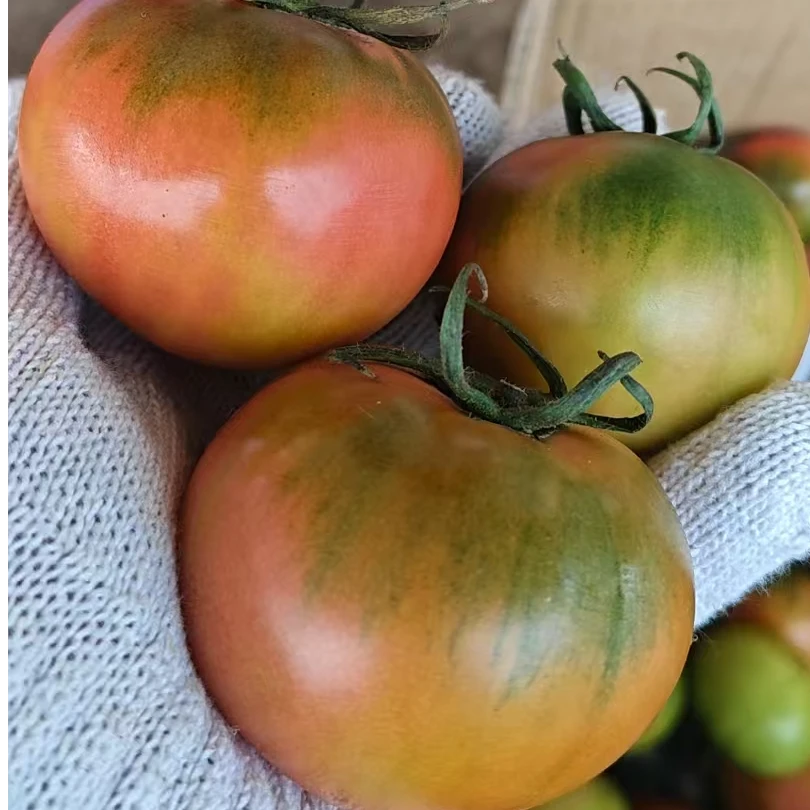 【东北特色】 5斤丹东正宗铁皮草莓西红柿酸甜可口新鲜采摘辽宁省