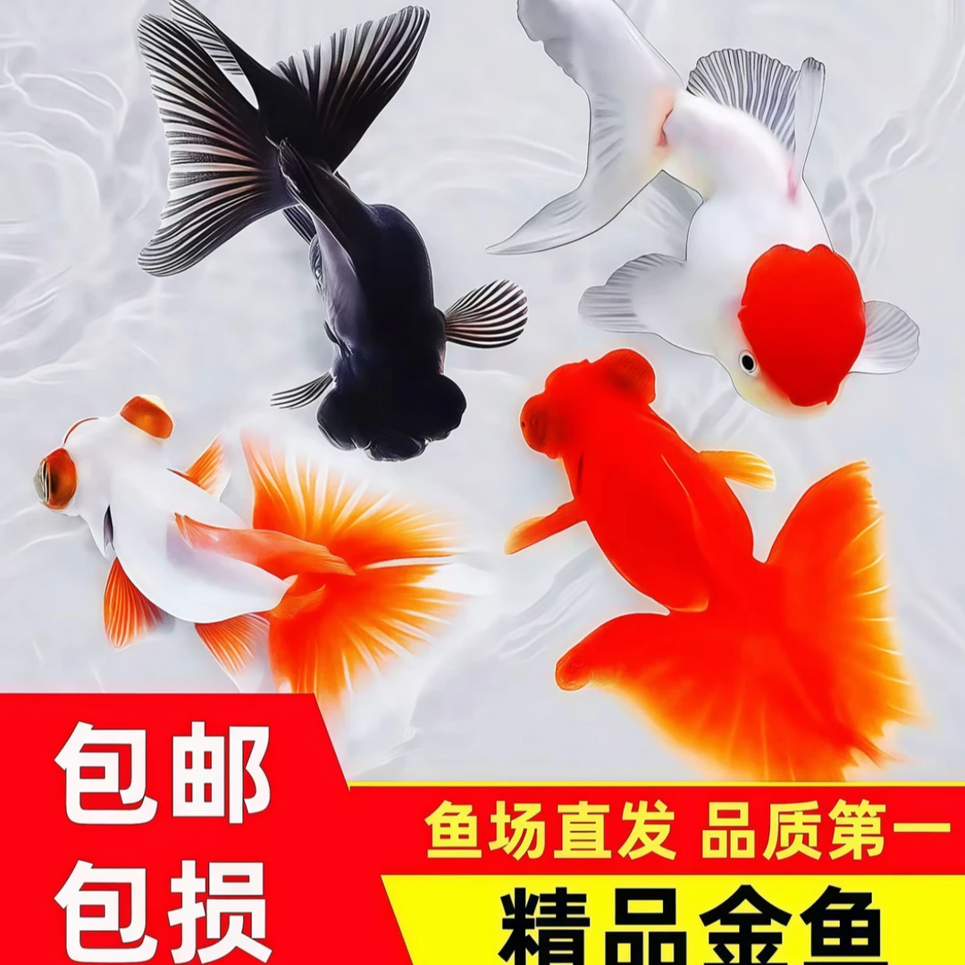 多品种混搭金鱼冷水观赏鱼好养易活鸿运当头龙睛蝶尾招财小金鱼