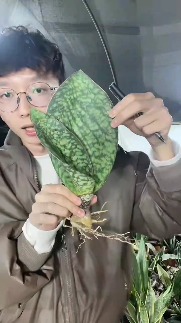 17号翡翠宝镜圆叶裸根28.8