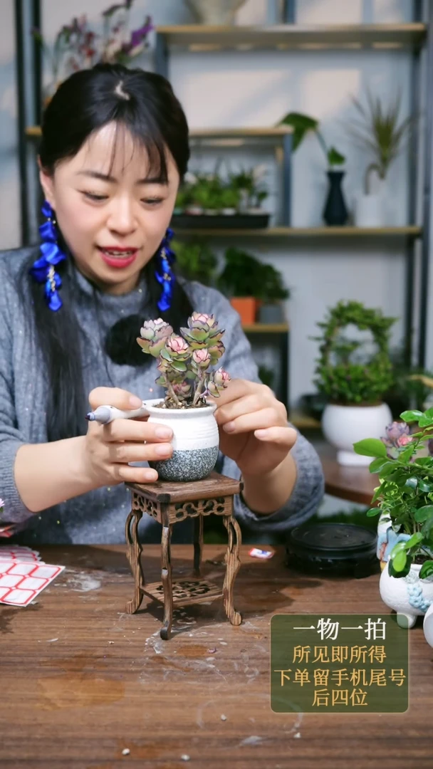 【闪购商品】95---6707多肉